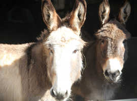 Jennys donkeys