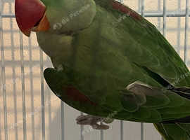 Alexandrine parrot for sale