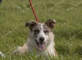 Lovely Tan and white 6 months old sheepdog