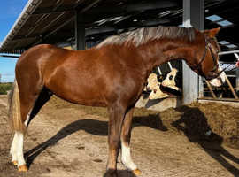 Welsh section B 2yr old filly