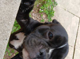 Male pug