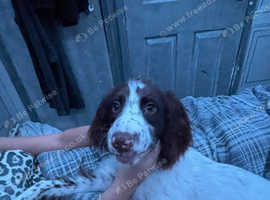 Sprocker