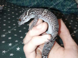 Adult male cave geckos
