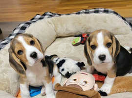 KC registered Beagle Puppy available for sale