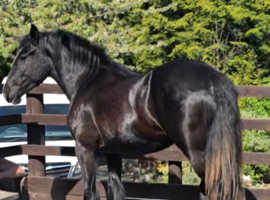 Rising 2yr old shire x cob filly