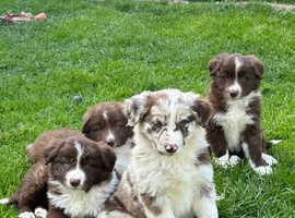 Beautiful Border Collie Puppies