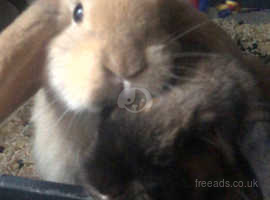 Two female bunnies for sale with cage and accessories