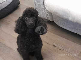 Beautiful Toy Poodle Puppies