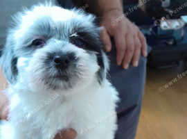 Malshis puppy for sale Maltese x shih tzu
