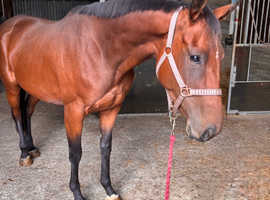 4yo mare