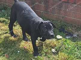 Puppy cane corso cross bread staff  .