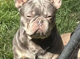 2 female French bulldogs