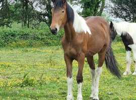 ROSE 15 month old filly