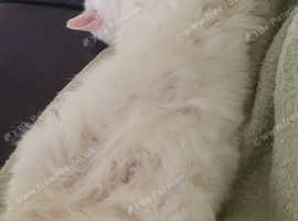 Turkish Angora