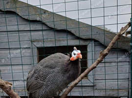 **3 male guinea fowl**