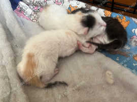 Ragdoll x Calico