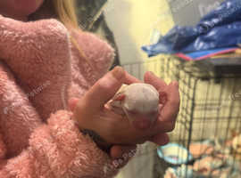 Chihuahua puppies