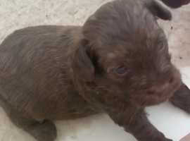 Westiepoo Pups Chocolate Brown