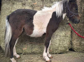 Boo Shetland gelding