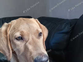 Stud labrador wanted for red fox labrador