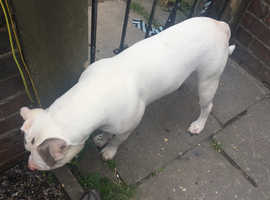 8month xl  American bulldog  He  doesn't  Like cats not house trained he dose pull but not a lot