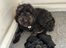 Miniature schnoodle puppies