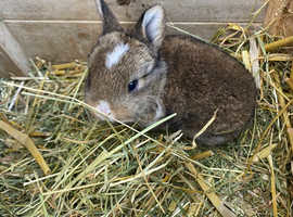 2 baby rabbits available in 2 weeks