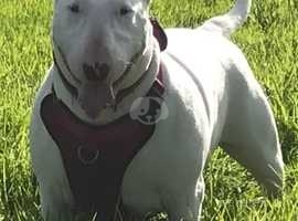 English bull terrier breeders sales north west