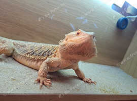 Reptile boarding 30 years experience