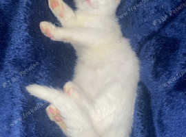 Turkish angora