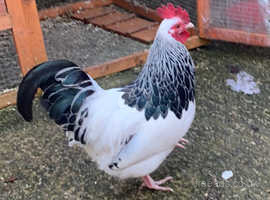 Hen and rooster for sale