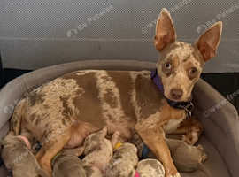 Gorgeous Jack Russell puppies