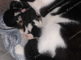 2 kittens