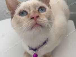 Adult female cat needing new home