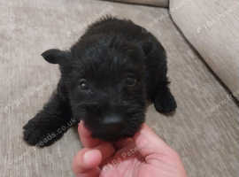 Kc reg black Scottish terrier male puppy cmo and vwd clear
