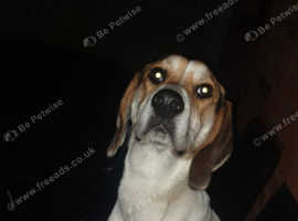 11 month old fox hound