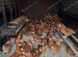 Brown pullets 21weeks old