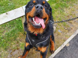 1 year old male rottweiler