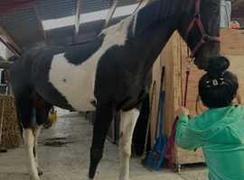 Missy, 11yo 16.1hh Standardbred mare