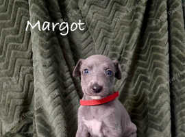Beautiful Whippets for sale!