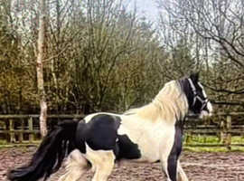 Pony to loan 13'3hh