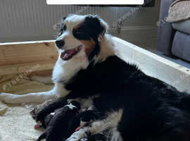 Kc Stunning, well bred Australian Shepherd puppies