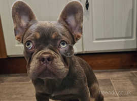 Isabella French Bulldog - 6 months old