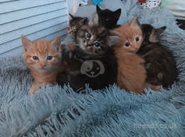 Gorgeous fluffy kittens