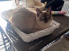 Remale ragdoll
