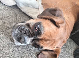 Rehome