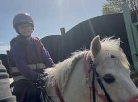 Super Dartmoor x mini cob gelding.