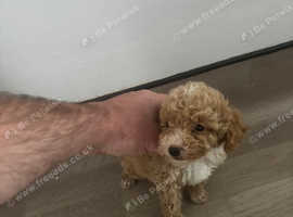 Poochon puppy for sale