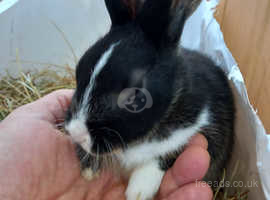Young male rabbits ready for rehome (Glasgow)