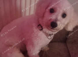 Poochon female 3 years of age